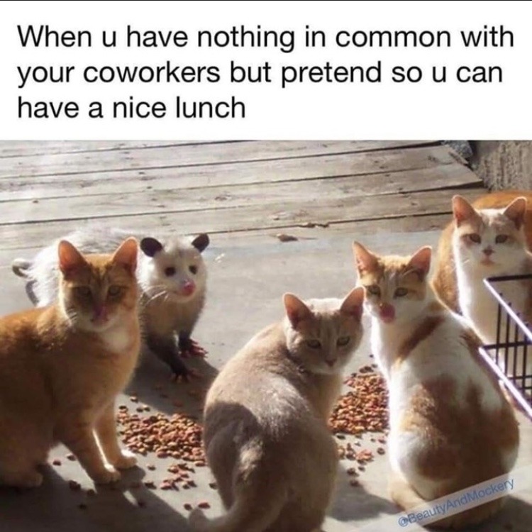 20 Possum Memes That are Possum-ively Hilarious 17 possum memes have a nice