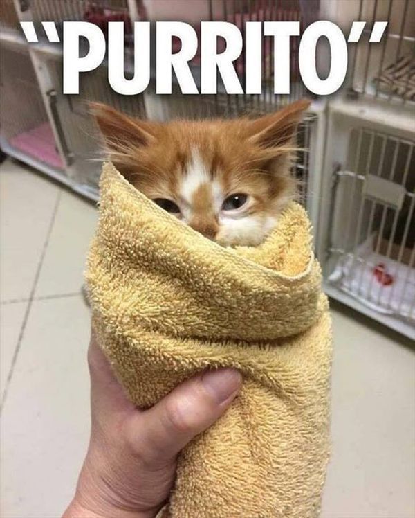 10 Silly Cat Memes That Will Paw-sitively Crack You Up 1 silly cat memes burrito
