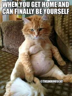 10 Silly Cat Memes That Will Paw-sitively Crack You Up 2 silly cat memes can finally