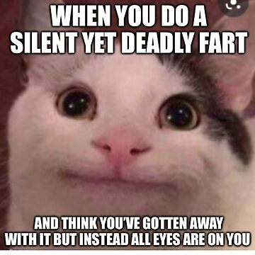 10 Silly Cat Memes That Will Paw-sitively Crack You Up 6 silly cat memes and think