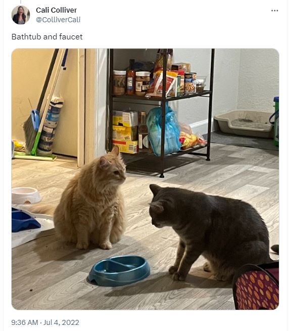20 Silly Cat Names That Will Cat-ch You Off Guard 2 Bath tub and faucet - Silly Cat Names