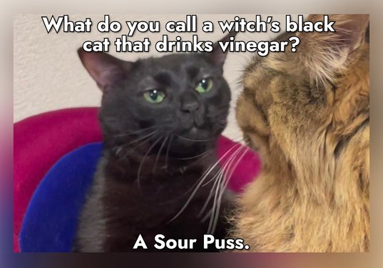 30 Black Cat Jokes To Break The Bad Luck Curse - Jokes