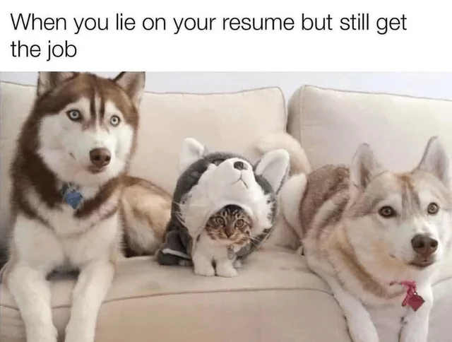 28 "When You Lie On Your Resume But Still Get The Job" Memes 27 Cat