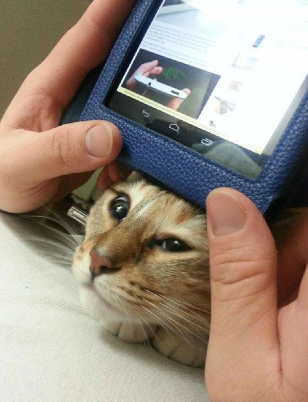20 Cats That Have No Respect For Your Personal Space 20 Cat and tablet - Cats That Have No Respect For Your Personal Space