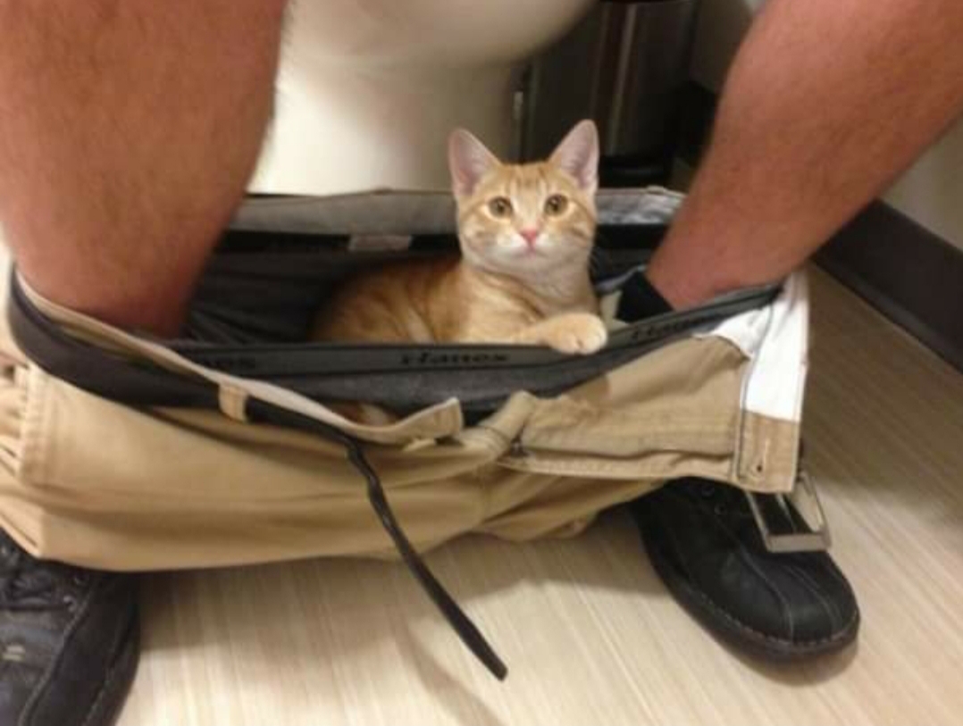 20 Cats That Have No Respect For Your Personal Space 21 cat in pant
