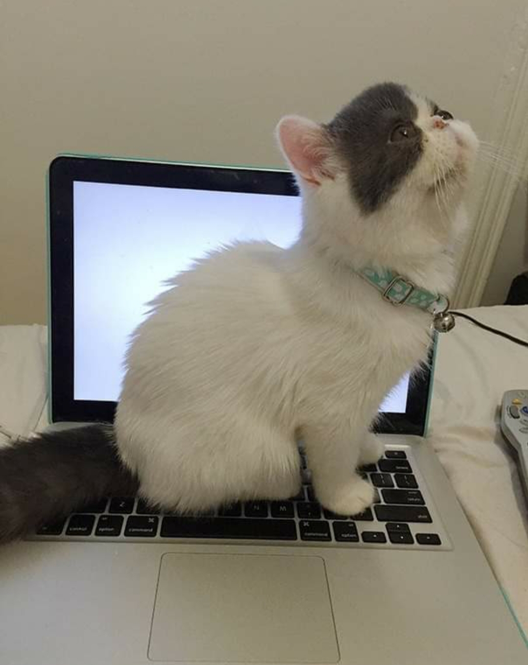 20 Cats That Have No Respect For Your Personal Space 21 Cat sitting on laptop - Cats That Have No Respect For Your Personal Space