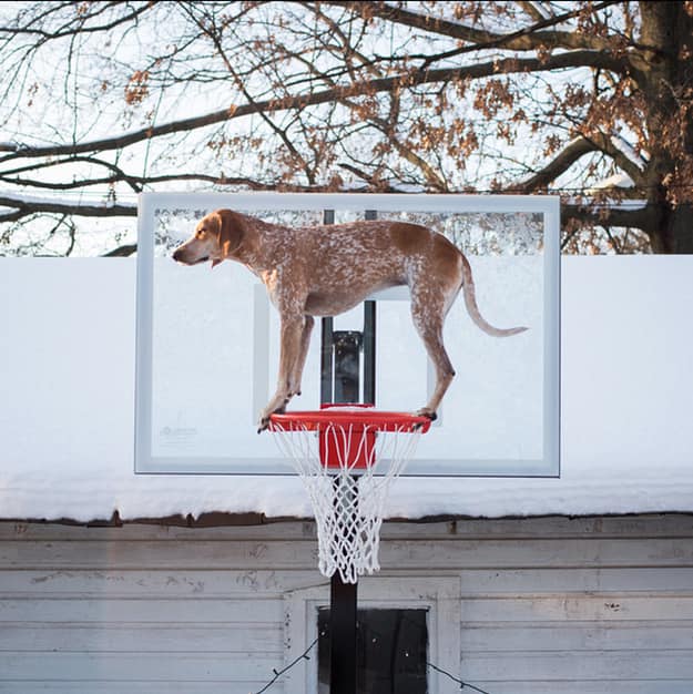 30 Funniest "Things In Places Where It Shouldn't Be" Memes 28 Dog on basket