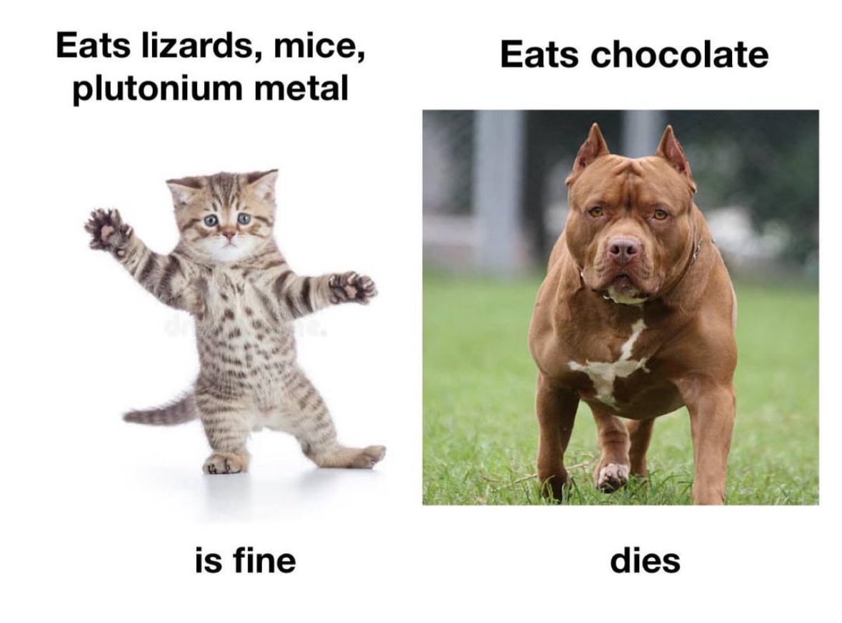 20 Hilarious Memes That Speak Louder Than Words 17 Eats chocolate