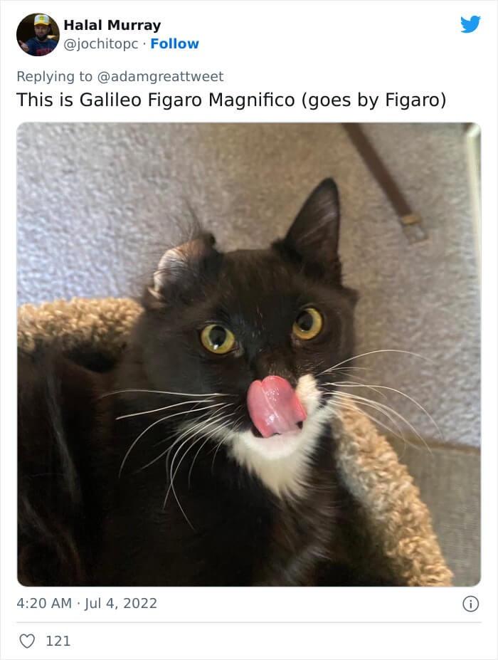 20 Silly Cat Names That Will Cat-ch You Off Guard 4 Galileo - Silly Cat Names