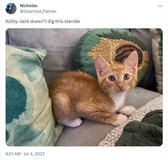 20 Silly Cat Names That Will Cat-ch You Off Guard 6 Koby jack - Silly Cat Names