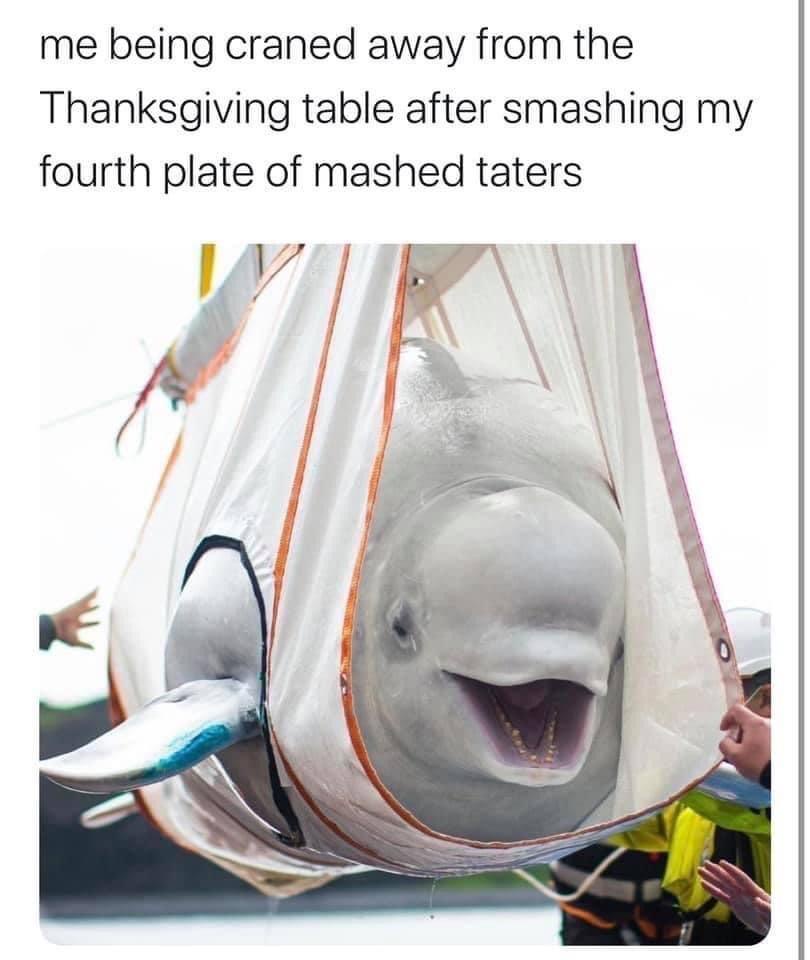 34 Best "Thanksgiving Memes" For You To Celebrate The Holiday 31 Me being craned away