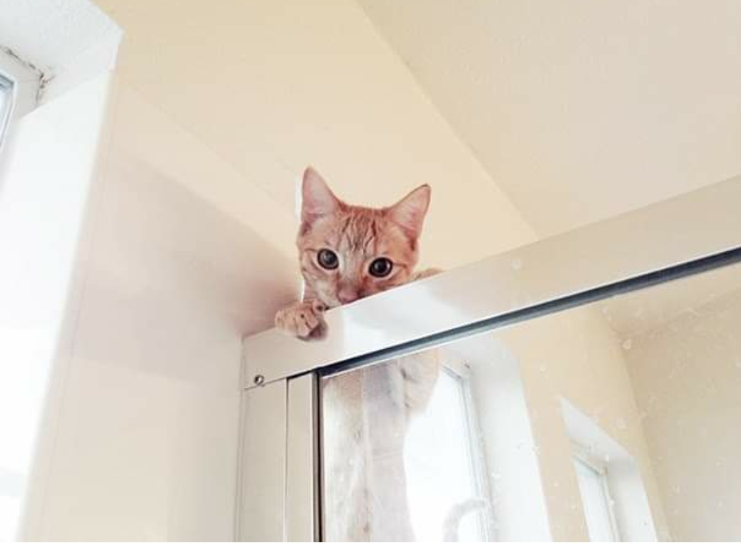 20 Cats That Have No Respect For Your Personal Space 18 Peeping - Cats That Have No Respect For Your Personal Space