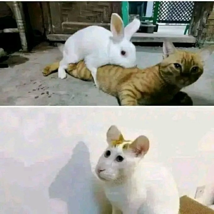 Pics That Go Hard: 30 Unapologetically Intense Pictures Making Waves on This X Page 16 Rabbit and cat - Intense Pictures