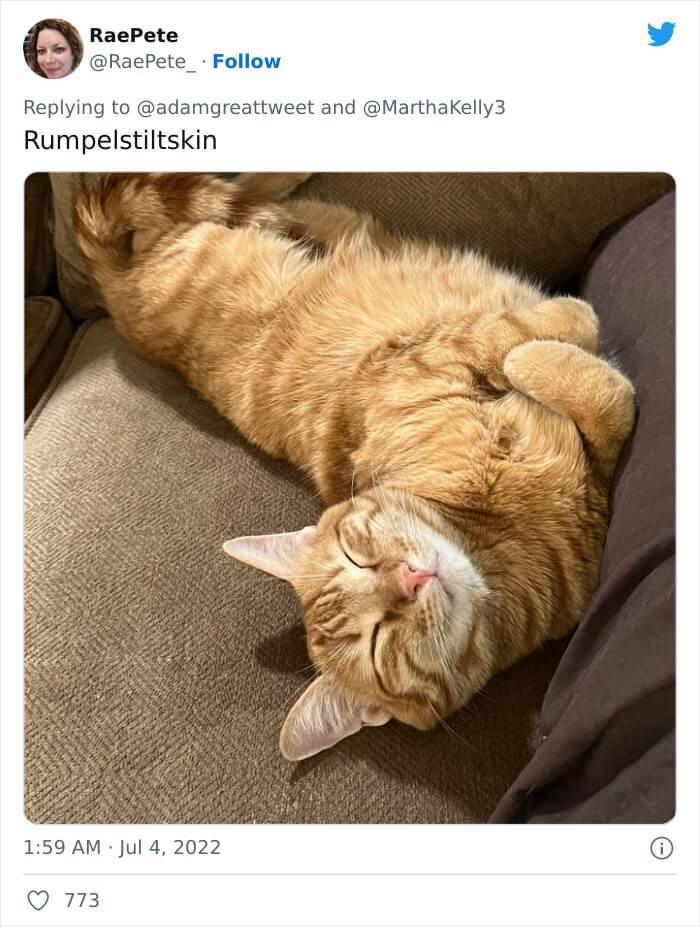 20 Silly Cat Names That Will Cat-ch You Off Guard 12 Rumpelstiltskin - Silly Cat Names