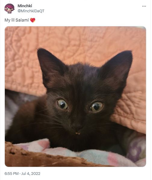 20 Silly Cat Names That Will Cat-ch You Off Guard 18 Salami