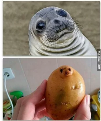30 "Close Enough" Memes For Those Who Almost Made It 24 Seal close enough - close enough