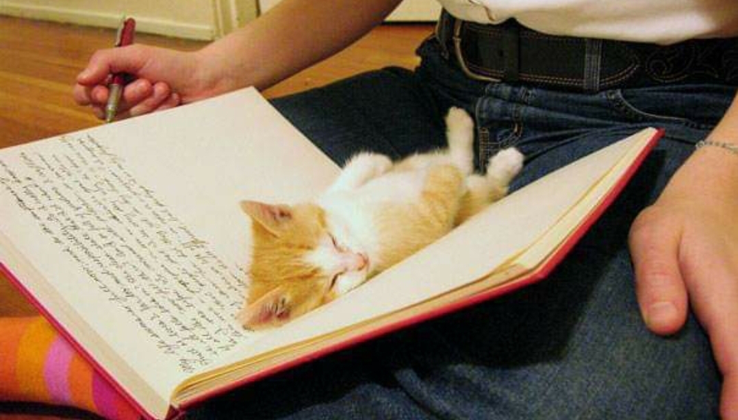 20 Cats That Have No Respect For Your Personal Space 17 Sleeping in book - Cats That Have No Respect For Your Personal Space
