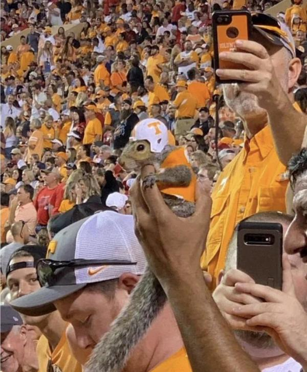 20 Photos That Raise More Questions Than Answers 16 Squirellel with helemt - Photos That Raise More Questions Than Answers