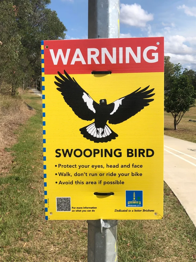 23 Warning Signs That Caught Attention 15 Swooping Bird