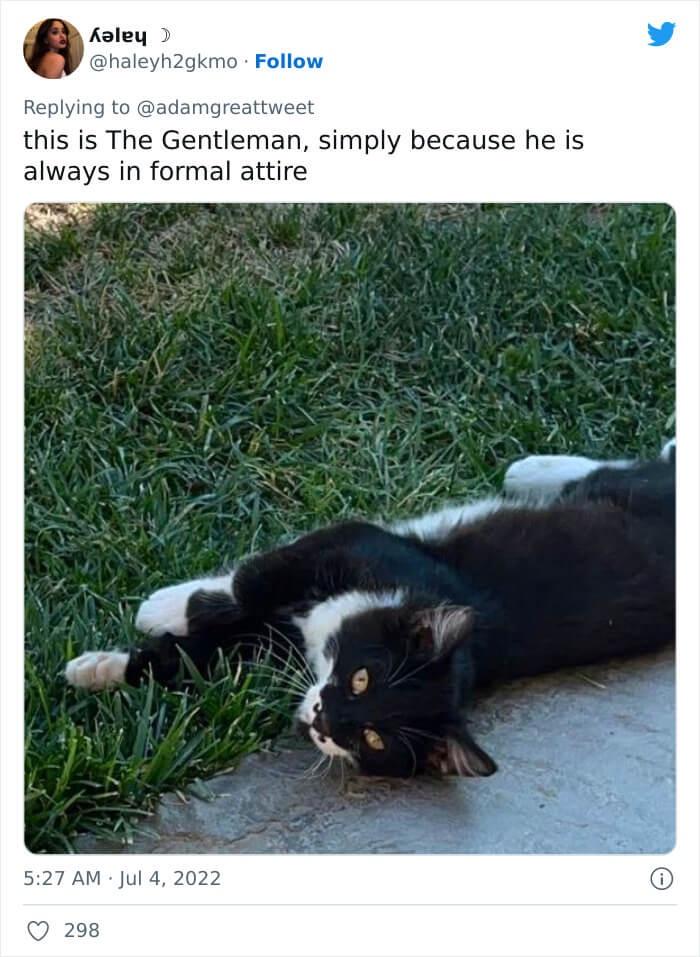 20 Silly Cat Names That Will Cat-ch You Off Guard 16 The gentelman - Silly Cat Names