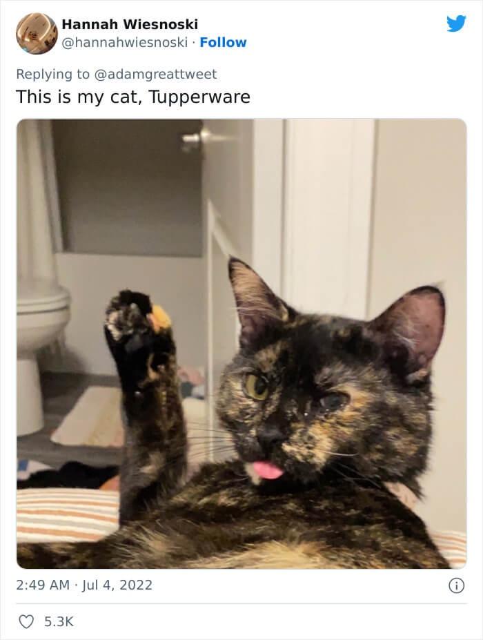 20 Silly Cat Names That Will Cat-ch You Off Guard 21 Tupperware - Silly Cat Names