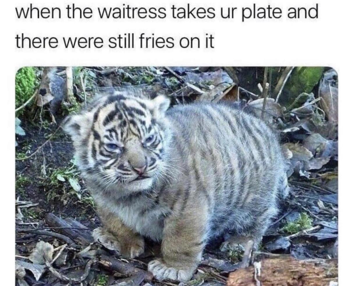 20 Hilarious Memes That Speak Louder Than Words 14 Waitress takes your plate