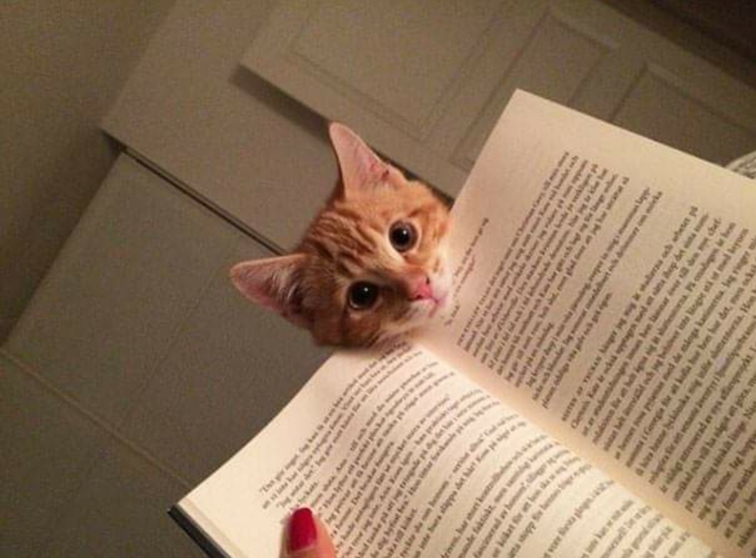 20 Cats That Have No Respect For Your Personal Space 19 What are you reading - Cats That Have No Respect For Your Personal Space