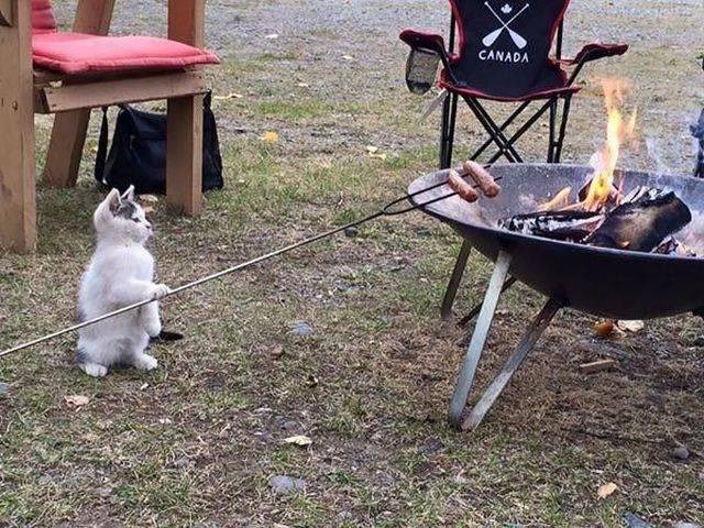Pics That Go Hard: 30 Unapologetically Intense Pictures Making Waves on This X Page 3 cat cooking - Intense Pictures