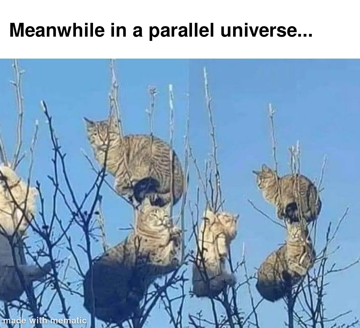 20 Best "Meanwhile In A Parallel Universe Memes" 21 cats on tree