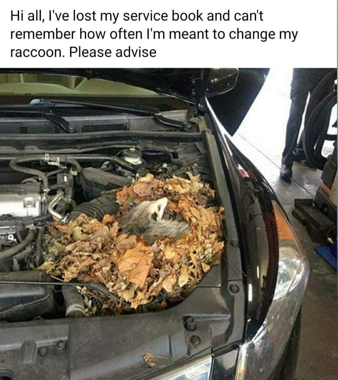 25 Auto Memes That Hit the Gas on Laughter 4 change my racoon - Auto Memes