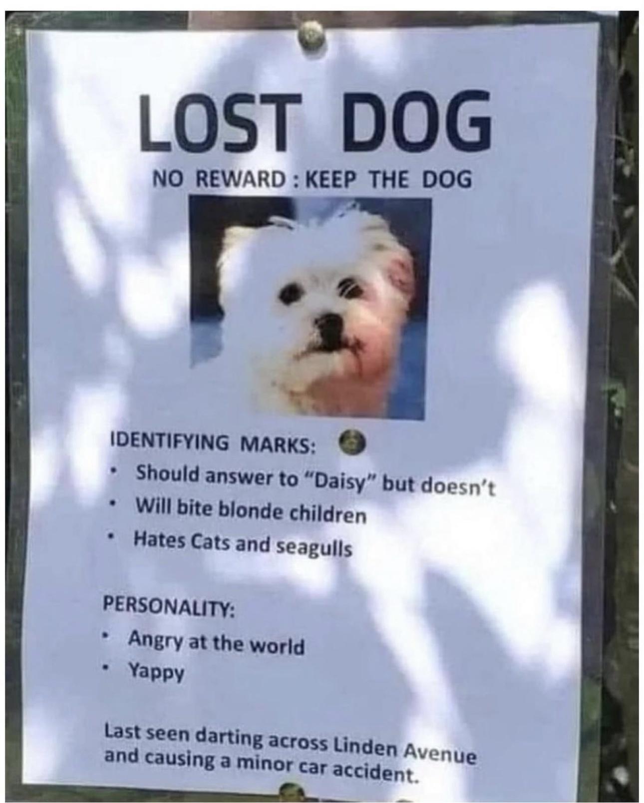 25 Funny Memes for Every Mood 11 lost dog - Funny Memes for Every Mood