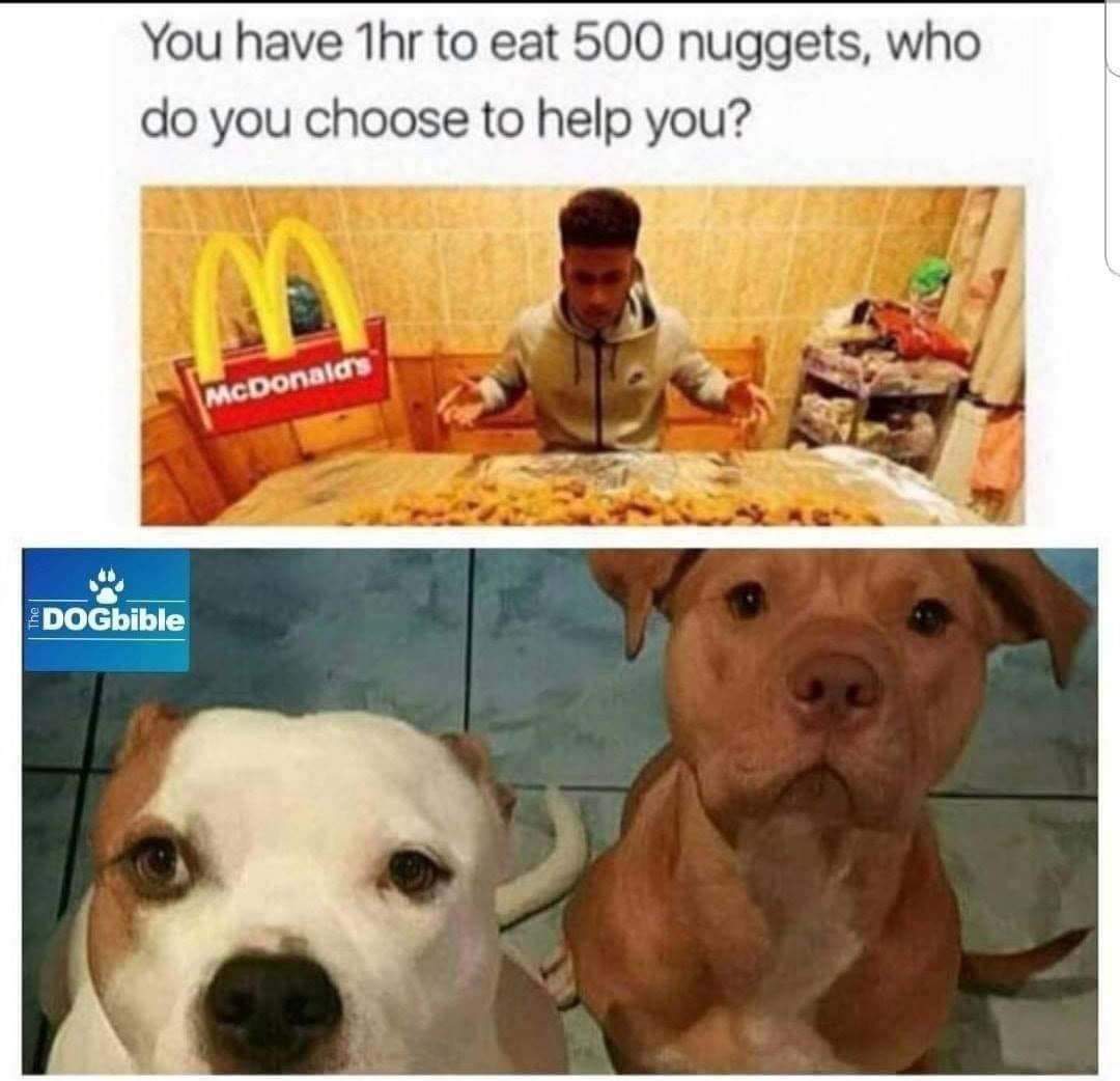 20 Cute Dog Memes for Your Daily Dose of Joy 1 500 uggets - Cute Dog Memes