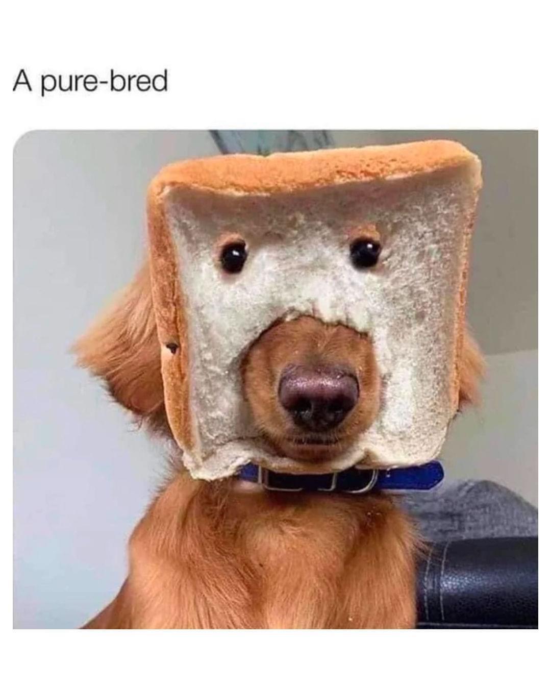 20 Cute Dog Memes for Your Daily Dose of Joy 3 A pure bread - Cute Dog Memes
