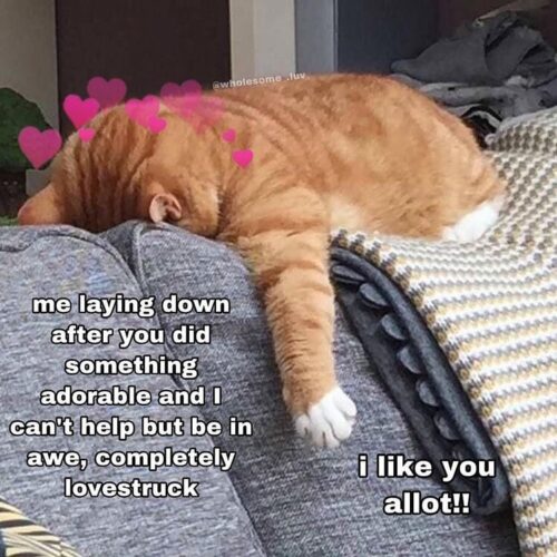 25 Crush Memes That Sum Up the Awkwardness of Secret Admirations 1 After you did something adorable - Crush Memes