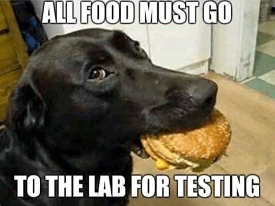 20 Hilarious Dog Memes to Brighten Your Ruff Day 16 magical megistic creature
