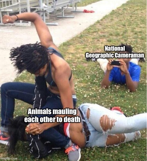 30 Best National Geographic Cameraman Memes Of All Time 26 Animals mauling