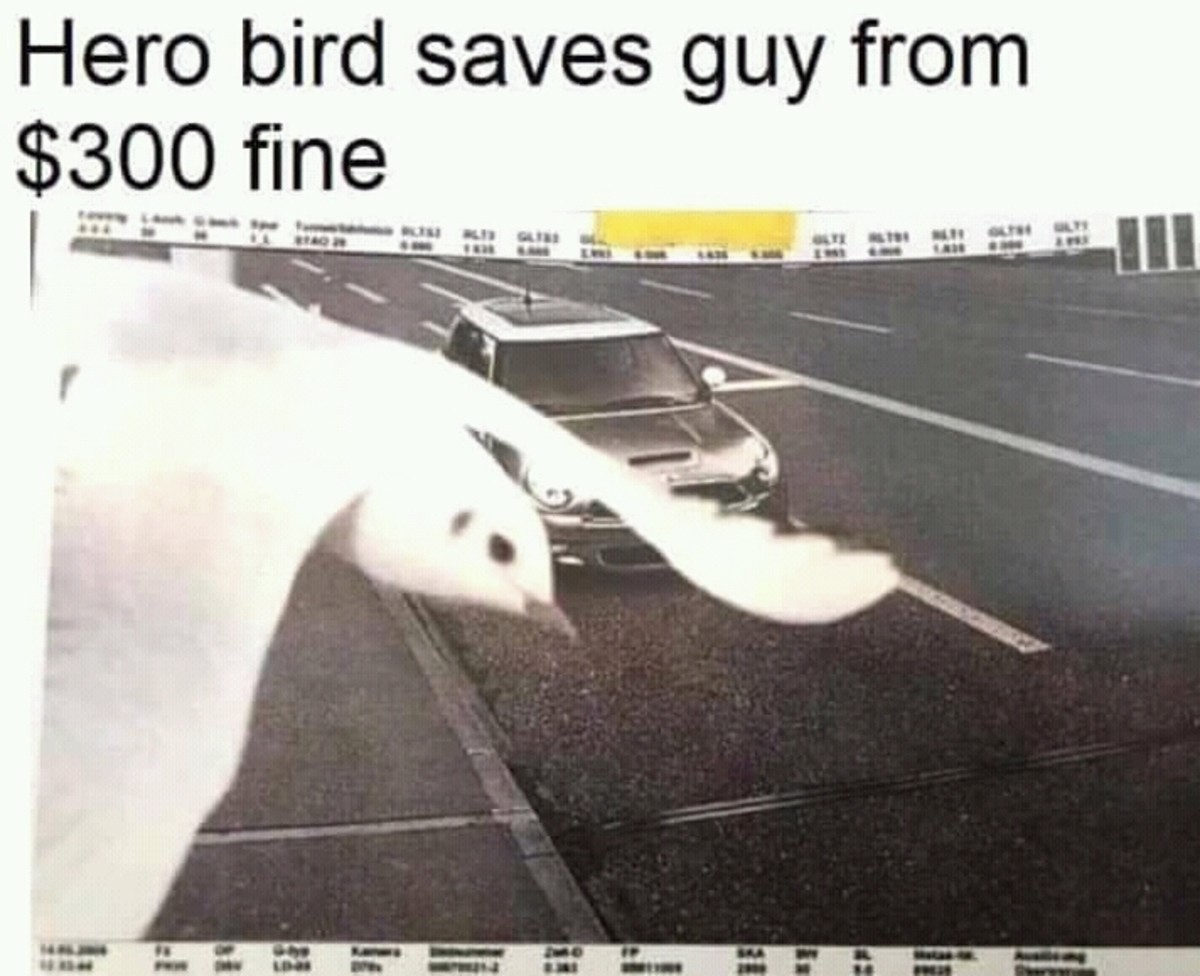 20 Coincidence Memes That Will Make You Question Fate 2 Bird saves guy from fine - Coincidence Memes