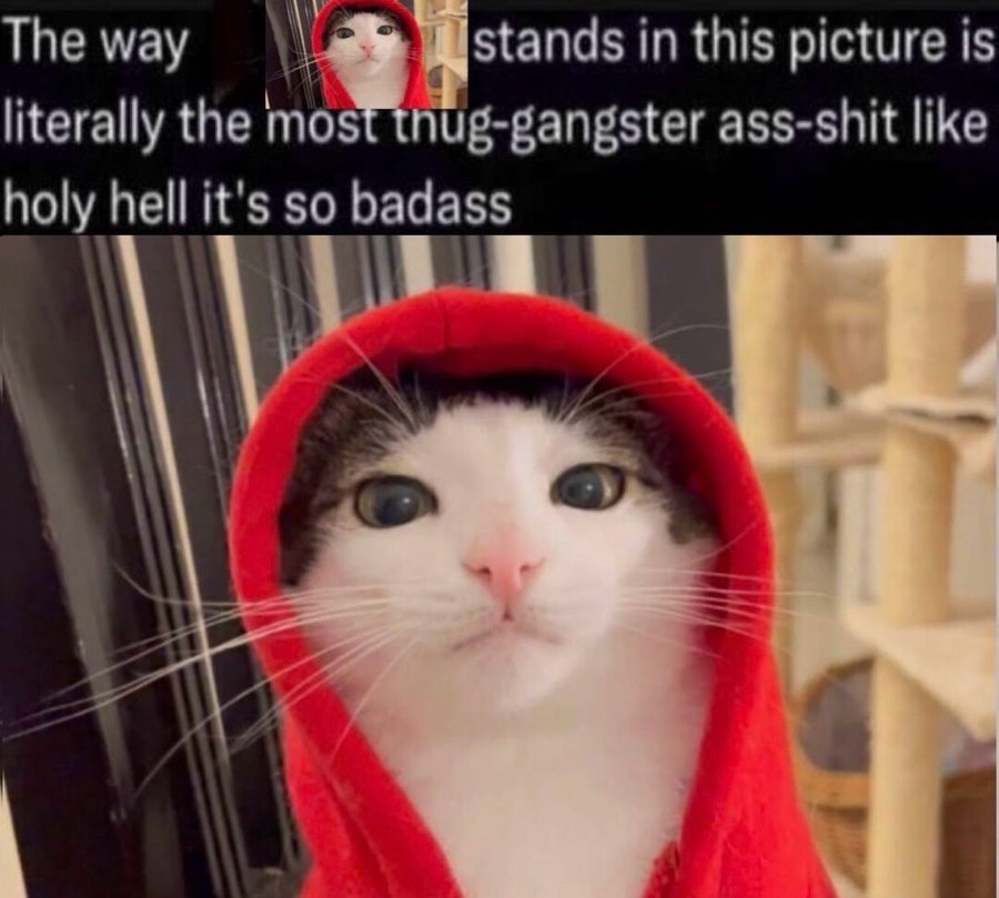 25 Hilarious Memes Of Animals Being Badass 23 Cat with hoodie - Animals Being Badass