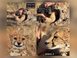 20 Cheetah Memes That Pounce on Humor! 39 Cheetah Memes - FG