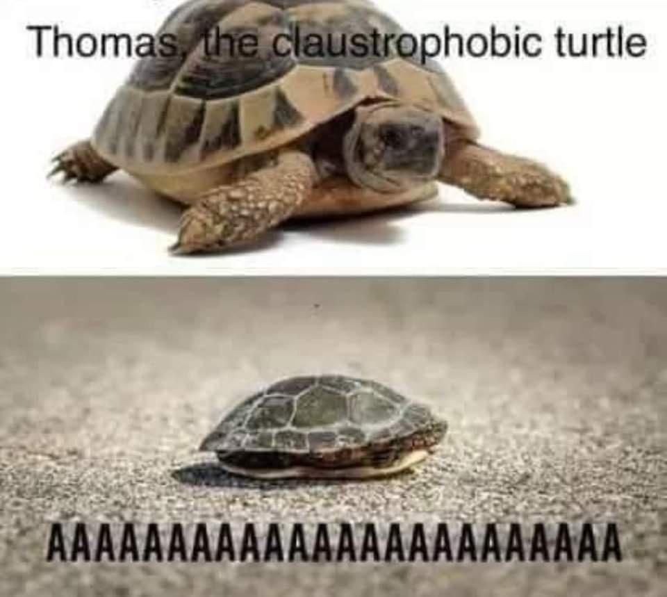 30 Random Memes To Make Your Sunday Better 26 Claustrophobic turtle