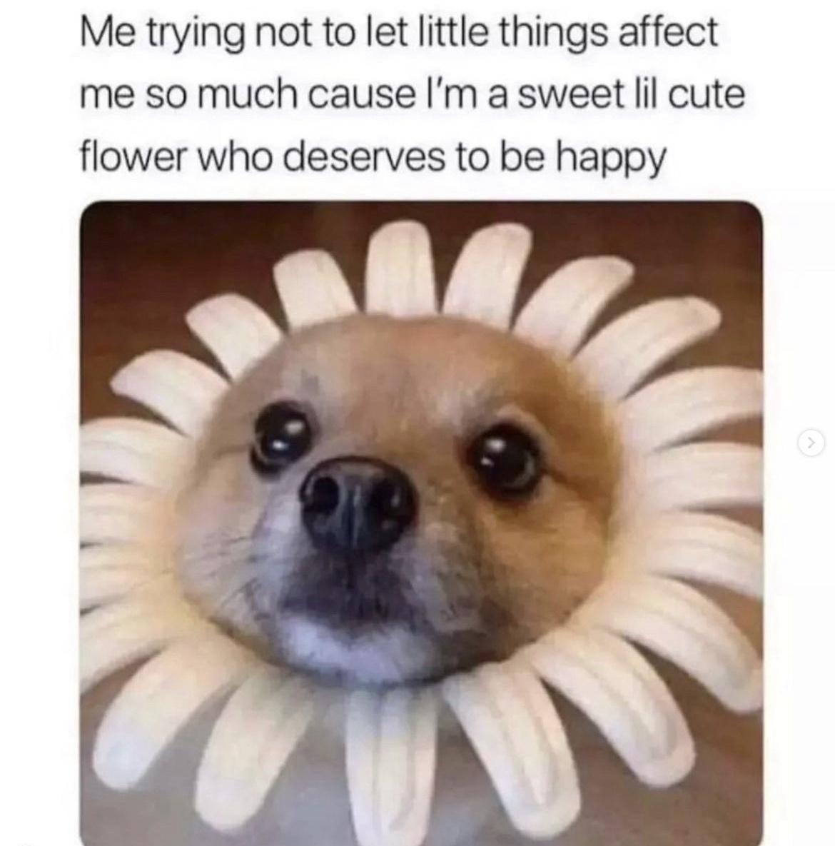 20 Cute Dog Memes For Your Daily Dose Of Joy Animals 20 Cute Dog Memes For Your Daily Dose Of Joy Animals