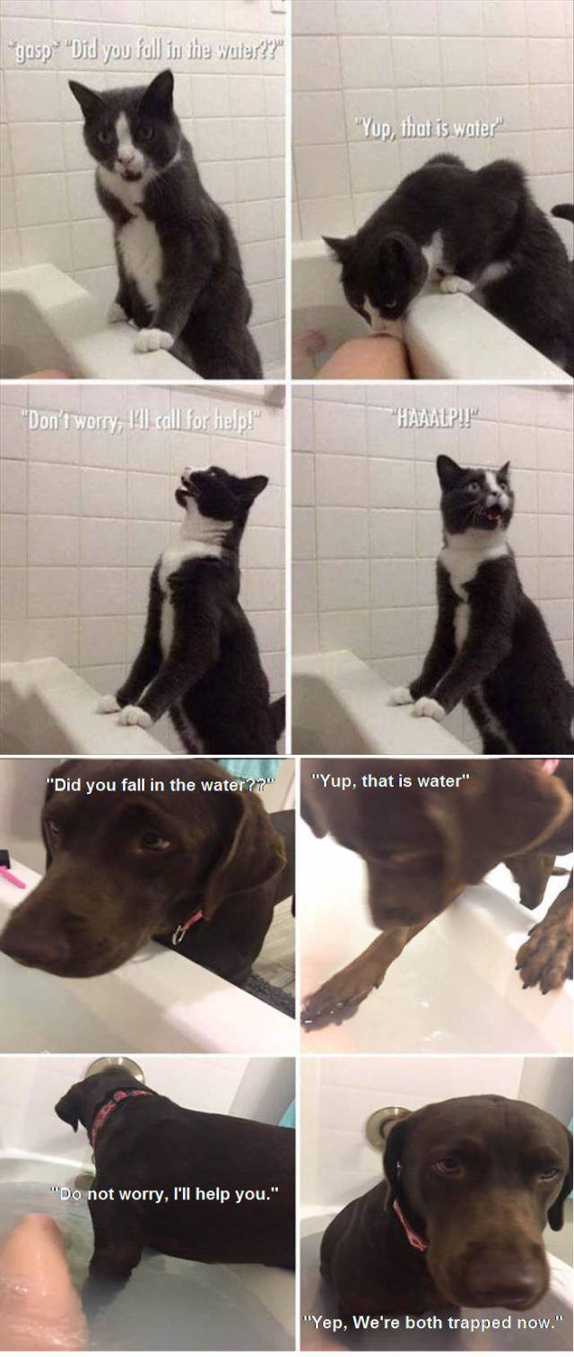 28 Cat Vs Dog Memes To Show Who Is Superior 25 Did you fall in water - cat vs dog memes