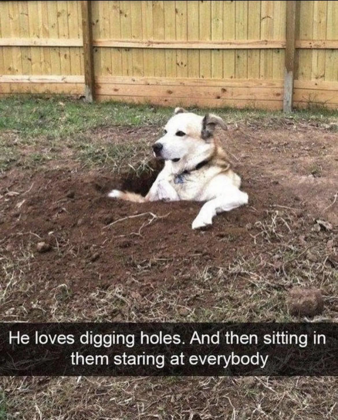 20 Hilarious Dog Memes to Brighten Your Ruff Day 4 He loves digging holes - Hilarious Dog Memes