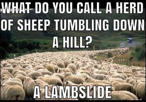 35 Funniest Pun Memes That Are Damn Punny 32 Herd of sheep