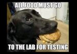Hilarious Dog Memes to Brighten Your Ruff Day - FG