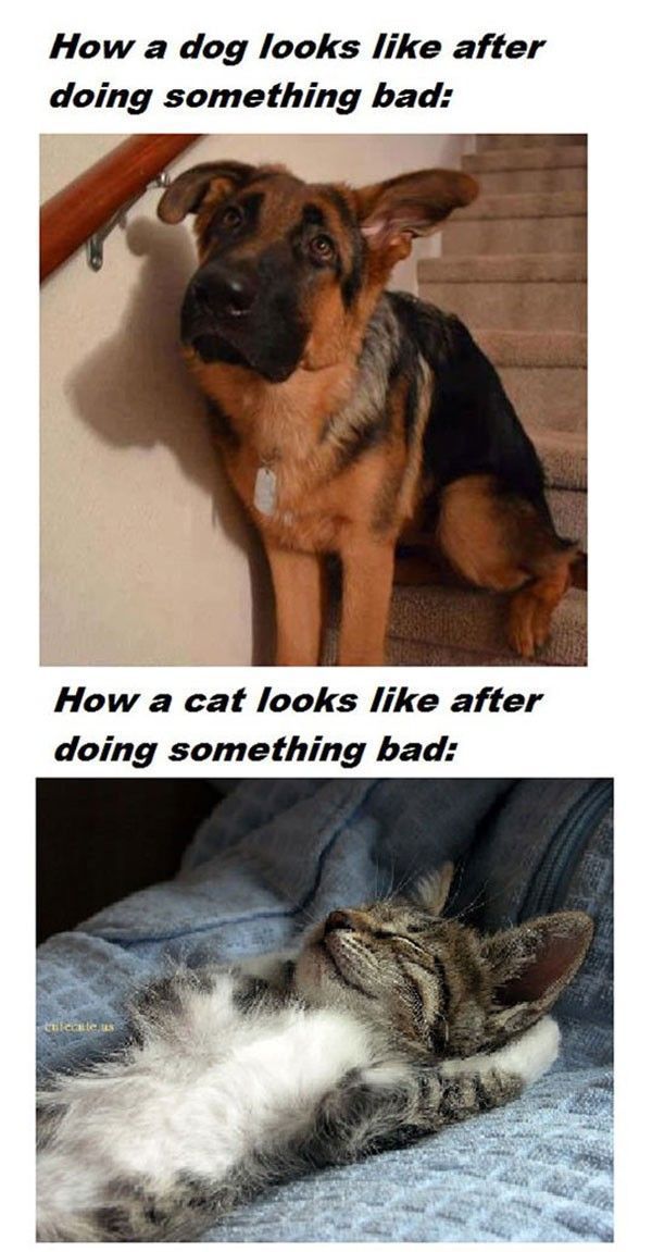 28 Cat Vs Dog Memes To Show Who Is Superior 23 How dog looks like - cat vs dog memes