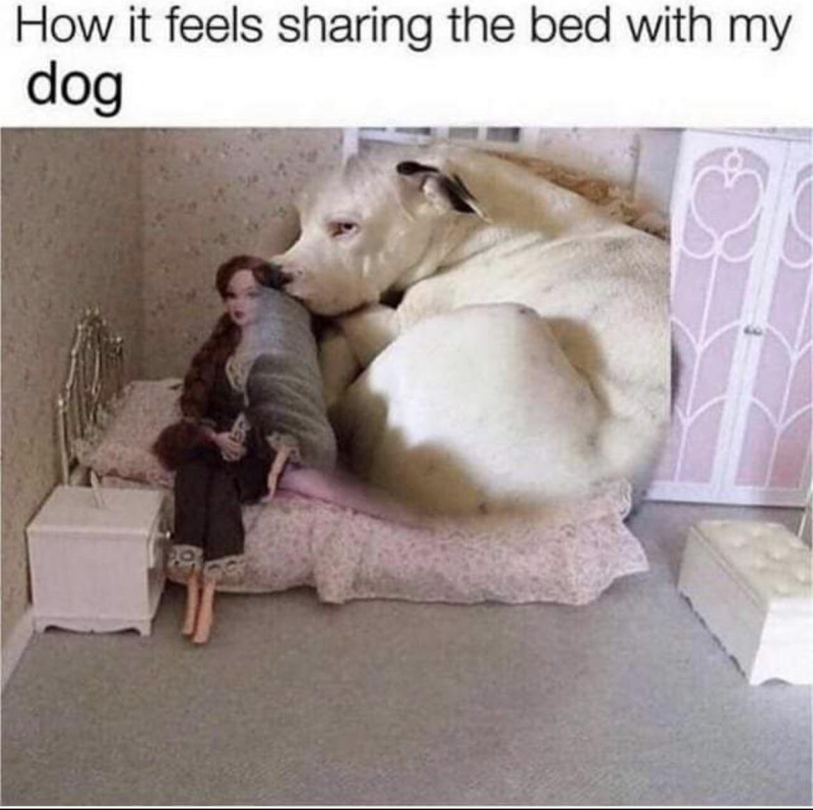 20 Hilarious Dog Memes to Brighten Your Ruff Day 5 How it feels - Hilarious Dog Memes
