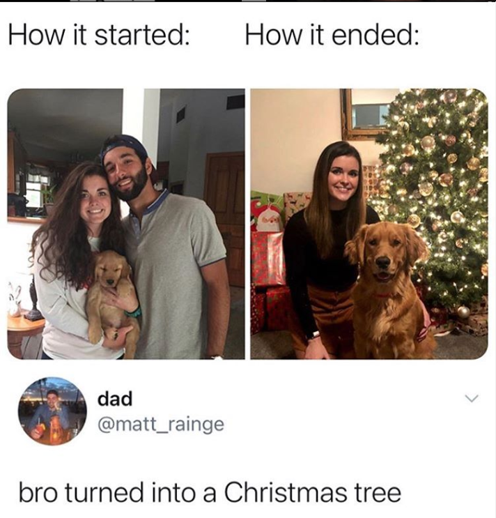 15 Funny Christmas Trees to Light Up Your Holidays 4 How it started vs how it ended - Funny Christmas Trees