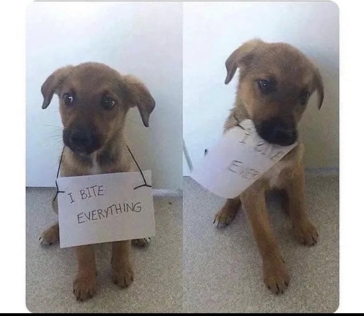 20 Cute Dog Memes for Your Daily Dose of Joy 10 I bite everything - Cute Dog Memes