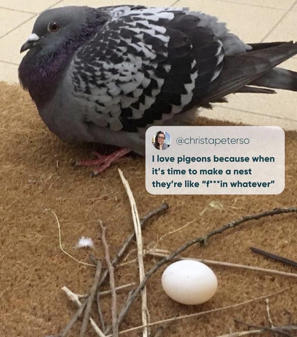 20 Hilarious Memes That Are Your Ultimate Coping Mechanism 5 I love piegons
